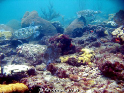 TURTLE TRAFFIC! by Andres Larraz 